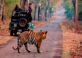 Wildlife Tour 